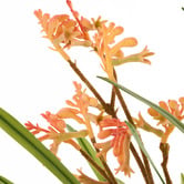 The Home Collective 72cm Faux Kangaroo Paw with Vase