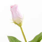 The Home Collective 27cm Faux Lisianthus with Vase