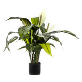 Bayview Living 63cm Spathiphyllum Lily