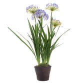 Bayview Living 110cm Lavender Agapanthus In Paper Pot