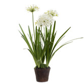 Bayview Living 110cm White Agapanthus In Paper Pot