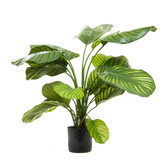 Bayview Living 65cm Calathea Fasciata Plant