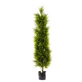Bayview Living Cypress Pine Tree