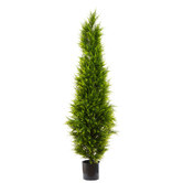 Bayview Living Cypress Pine Tree