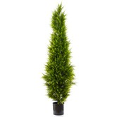 Bayview Living Cypress Pine Tree