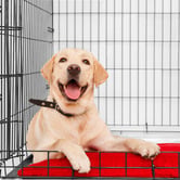 Chiswick Living Collapsible Dog Cage with Tray