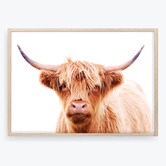 Campana Collective Hairy Highland Cow Printed Wall Art