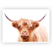 Campana Collective Hairy Highland Cow Printed Wall Art