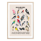 Campana Collective Backyard Birds Of Australia Printed Wall Art