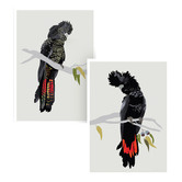 Campana Collective Red-tailed Black Cockatoos Printed Wall Art Diptych