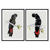Campana Collective Red-tailed Black Cockatoos Printed Wall Art Diptych