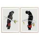 Campana Collective Red-tailed Black Cockatoos Printed Wall Art Diptych