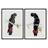 Campana Collective Red-tailed Black Cockatoos Printed Wall Art Diptych