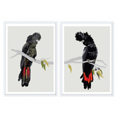 Campana Collective Red-tailed Black Cockatoos Printed Wall Art Diptych