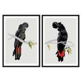 Campana Collective Red-tailed Black Cockatoos Printed Wall Art Diptych