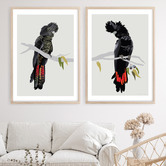 Campana Collective Red-tailed Black Cockatoos Printed Wall Art Diptych