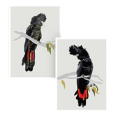 Campana Collective Red-tailed Black Cockatoos Printed Wall Art Diptych