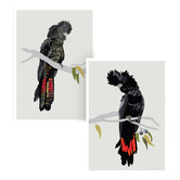 Campana Collective Red-tailed Black Cockatoos Printed Wall Art Diptych