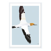 Campana Collective Australasian Gannet Printed Wall Art