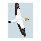 Campana Collective Australasian Gannet Printed Wall Art