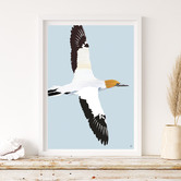 Campana Collective Australasian Gannet Printed Wall Art