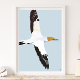 Campana Collective Australasian Gannet Printed Wall Art
