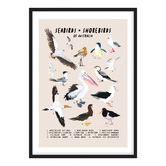 Campana Collective Seabirds &amp; Shorebirds of Australia Printed Wall Art
