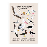 Campana Collective Seabirds &amp; Shorebirds of Australia Printed Wall Art
