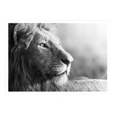Campana Collective King of Beasts Printed Wall Art