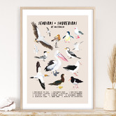 Campana Collective Seabirds &amp; Shorebirds of Australia Printed Wall Art