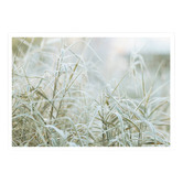 Campana Collective Naturally Organic Printed Wall Art