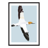 Campana Collective Australasian Gannet Printed Wall Art