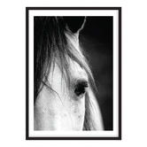 Campana Collective Horse Close-up Printed Wall Art