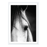 Campana Collective Horse Close-up Printed Wall Art