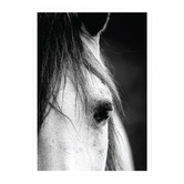 Campana Collective Horse Close-up Printed Wall Art