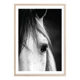 Campana Collective Horse Close-up Printed Wall Art