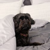 Tontine Doggy Doona Pet Bed Cover