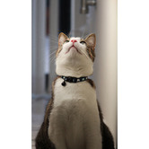 Cattitude Navy Wink Cat Collar