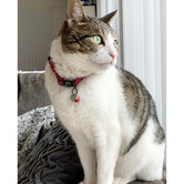 Cattitude Sparkle Cat Collar