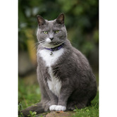 Cattitude Lilac Ribbon Cat Collar