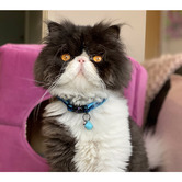 Cattitude Sparkle Cat Collar