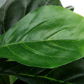 Temple &amp; Webster 90cm Potted Faux Fiddle Leaf Fig Tree