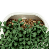 Temple &amp; Webster 38cm Potted Faux String of Pearls Plant