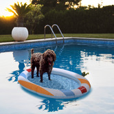 Charlies Pet Product Beach Ball Dog Float
