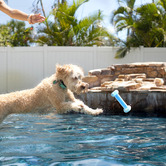 Charlies Pet Product Blue Freezy Dumbbell Dog Toy