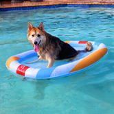 Charlies Pet Product Beach Ball Dog Float