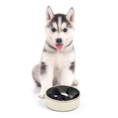 Charlies Pet Product Balto Insulated Dog Bowl with Slow Feeder Insert