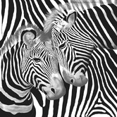 Chiswick Living Zebra Rani King Blanket