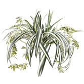 High St. 60cm Faux Hanging Spider Plant Bush