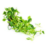 High St. 72cm Faux Potted Hanging Green Weeper Plant